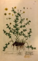 Tormentilla, Plate 445 from Herbarium Blackwellianum