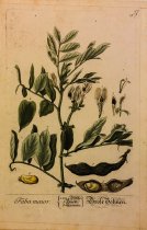 Faba maior, Pl. 19 from Herbarium Blackwellianum
