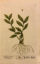Hippoglossum Bislingua, Pl. 128 from Herbarium Blackwellianum