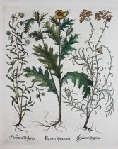 Papaver Spinosum, Plate 288 from Hortus Eystettensis, first edition