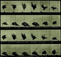 Animal Locomotion, Plate 770, American eagle; flying near the ground
