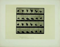 Animal Locomotion, Plate 770, American eagle; flying near the ground