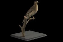 Passenger Pigeon