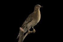 Passenger Pigeon