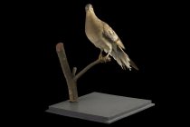 Passenger Pigeon