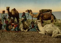 Halte de chameliers dans le désert