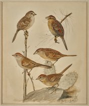 Sparrows