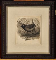 Rufous-breasted Antthrush (Formicarius rufipectus)