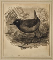 Rufous-breasted Antthrush (Formicarius rufipectus)