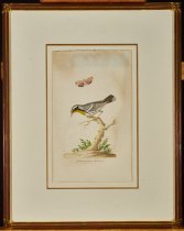 Yellow Throated Warbler