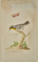 Yellow Throated Warbler