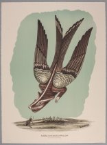 American Badger Swallow