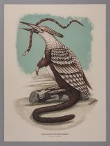 Long-Tailed Marmot Heron