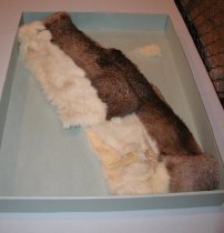 C2000.001.027 P. Smith Pelt