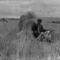 Weber in field with dogs