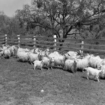 Angora goats ca 1950