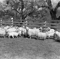 Angora goats, ca 1950