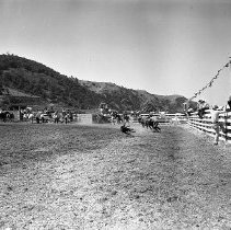 Steer roping, Umpqua Valley Roundup