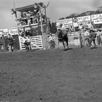 Saddle bronc rider, Umpqua Valley Roundup