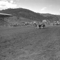 Steer bulldogging, Umpqua Valley Roundup