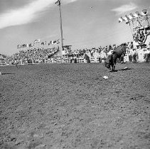 Bull riding, Umpqua VAlley Roundup
