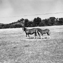 Horse and colt, at Happy Valley Ranch,