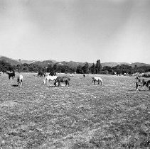 Herd of horses at Happy Valley Ranch.