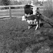 Cow and calf in pasture