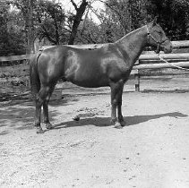 Horse standing in pasture.