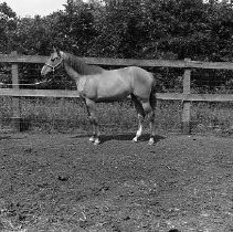 Horse standing in pasture against fence.