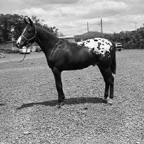 Appaloosa horse posing outside barn.