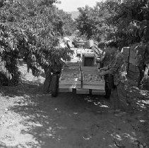 Two people picking fruit by ladder and bucket, in orchard