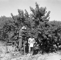 Fruit farming, Douglas County, OR