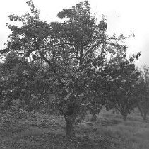 Fruit tree in orchard, bearing fruit
