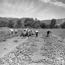 Harvesting on the Rice Farm