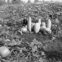 Squash field with small dog in middle of patch.