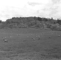 Sheep on hillside with Douglas Fir trees