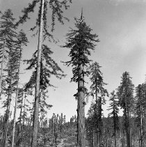 Partially logged site in Do Co