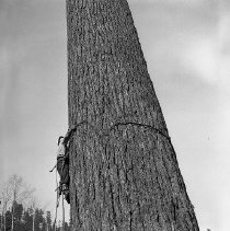 Climber going up tree