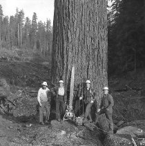 Loggers at base of large tree