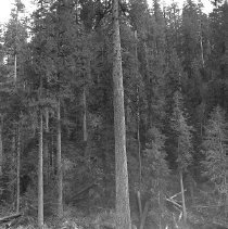 Very large tree w/ loggers at base