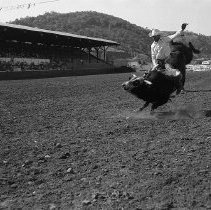 Bull riding 1950's rodeo