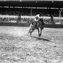 Bareback bronc riding 1950's rodeo