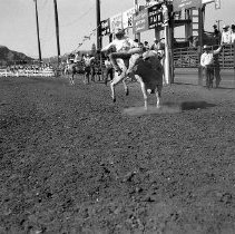 Bull riding 1950's rodeo