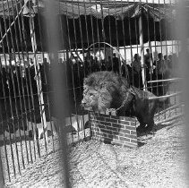 Circus lion jumping thru hoop