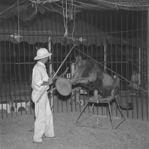 Circus lion with tamer