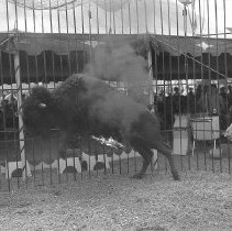 Circus bison jumping over burning stick
