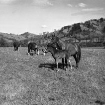 Horses on ranch in Happy Valley