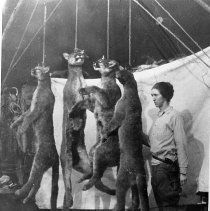 Jessie Wright with cougers