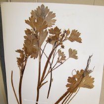 Ranunculus muricatus